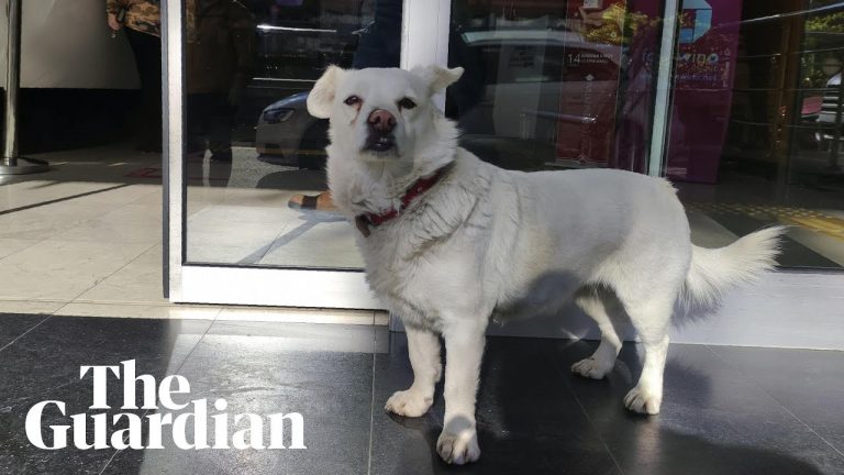 Íme a török Hachiko! Ilyen egy igazán hűséges kutya! Szem nem marad szárazon. Videó