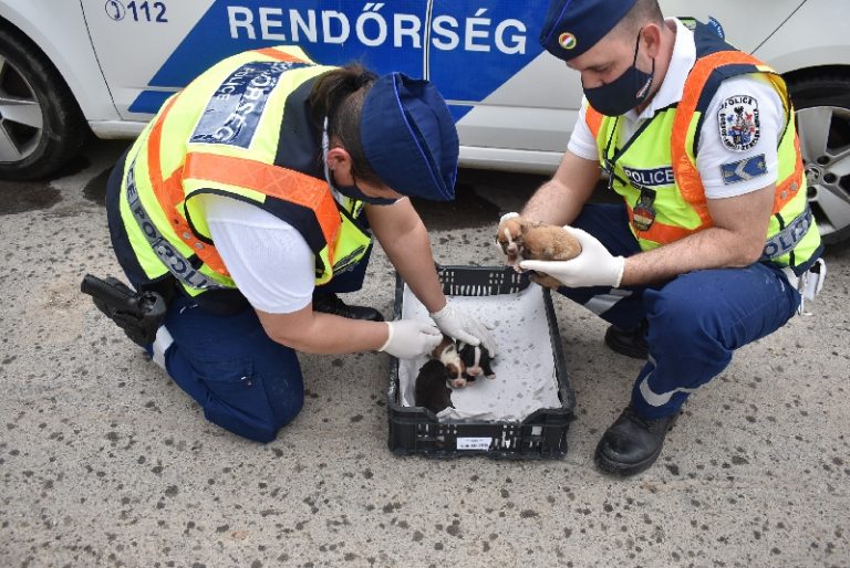 A rendőrök mentették meg ennek az öt gyönyörű, szatyorban hagyott kiskutyának az életét – fotók