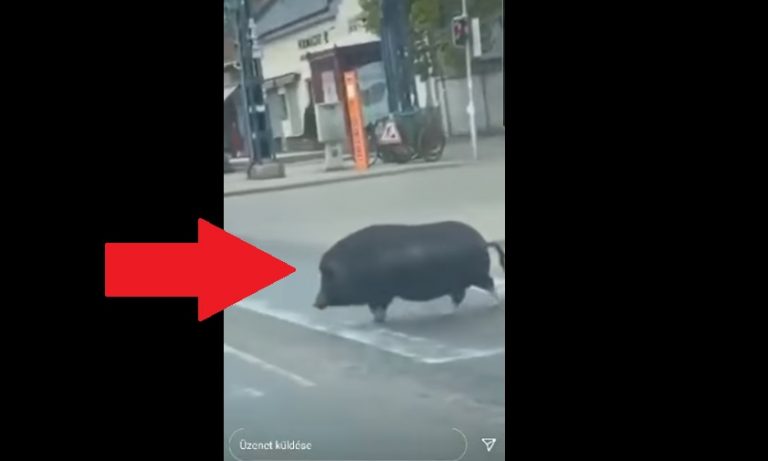 Megvárta, míg zöld lesz – És akkor sertés átment a Béke tér zebráján – Videó