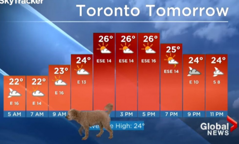 Napi cuki: élő adásban trollkodta meg a meteorológus kutyája az időjárás-jelentést