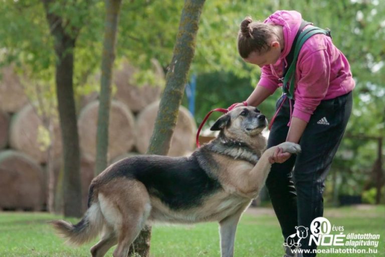 Noé Állatotthon Alapítvány: ‼🙏🐾🐶🎉 Gyere hozzánk szombaton kutyát sétáltatni! ‼🙏🐾 2022.09.24.