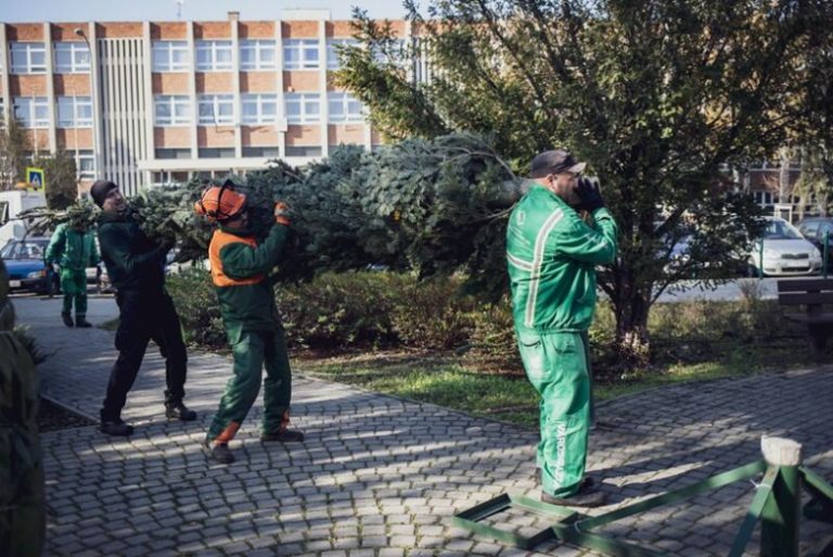 Megérkeztek a városrészek fenyőfái