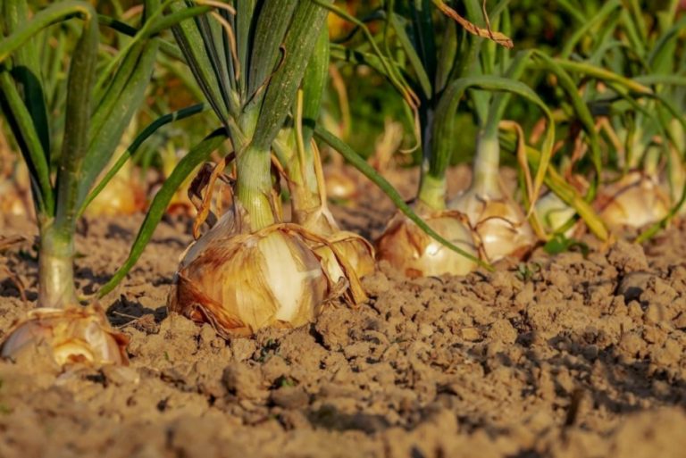 Az év végére eltűnhet a boltokból a magyar krumpli és hagyma