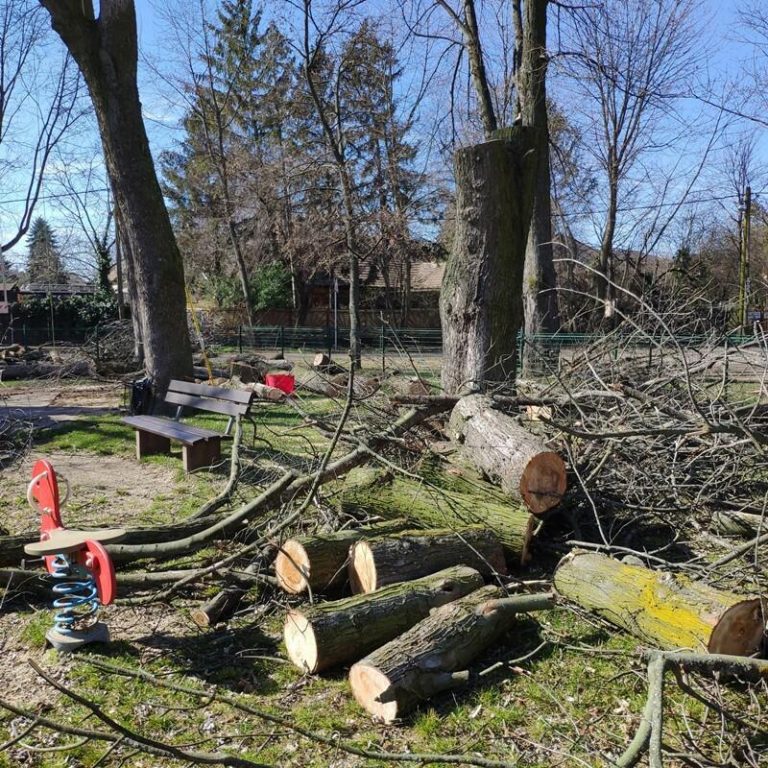 Fákat ölnek a kerületben: balesetveszély miatt tíz fát kellett kivágni a Barcika téren