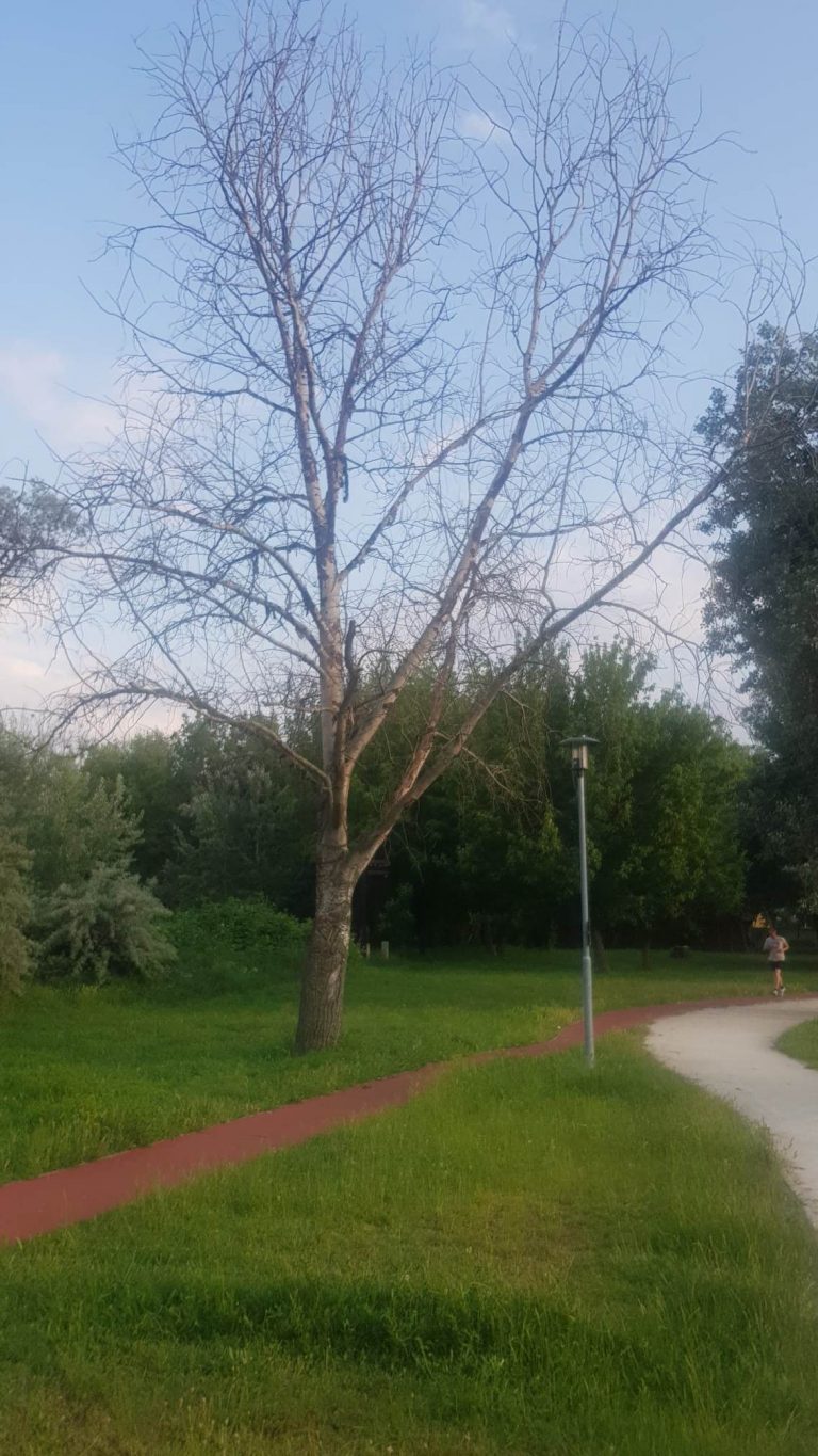 Veszélyes, kiszáradt fa árválkodik a Brenner-parkban. Bármikor rádőlhet valakire!