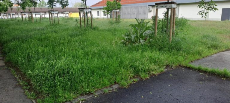 Újabb csodálatos méhlegelők születtek a kerületben – Képek