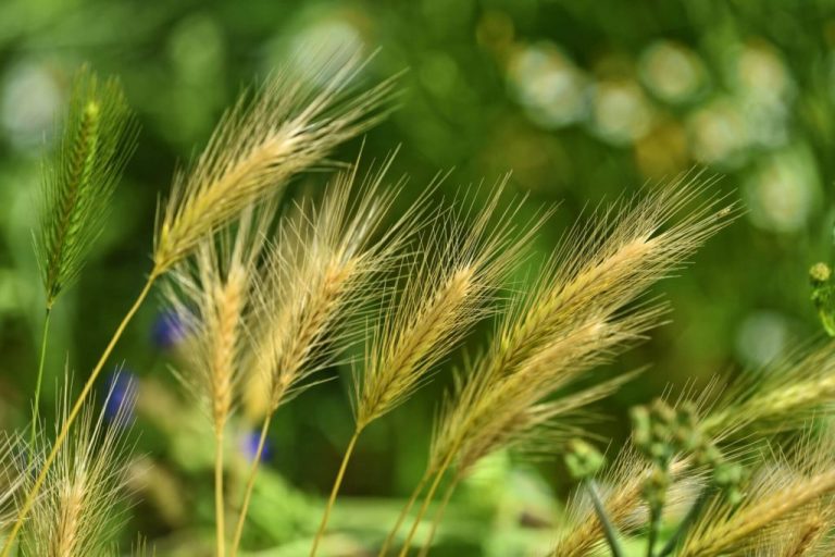 Segíts megszabadítani a toklásztól a Lakatoson a Talpas futtatót